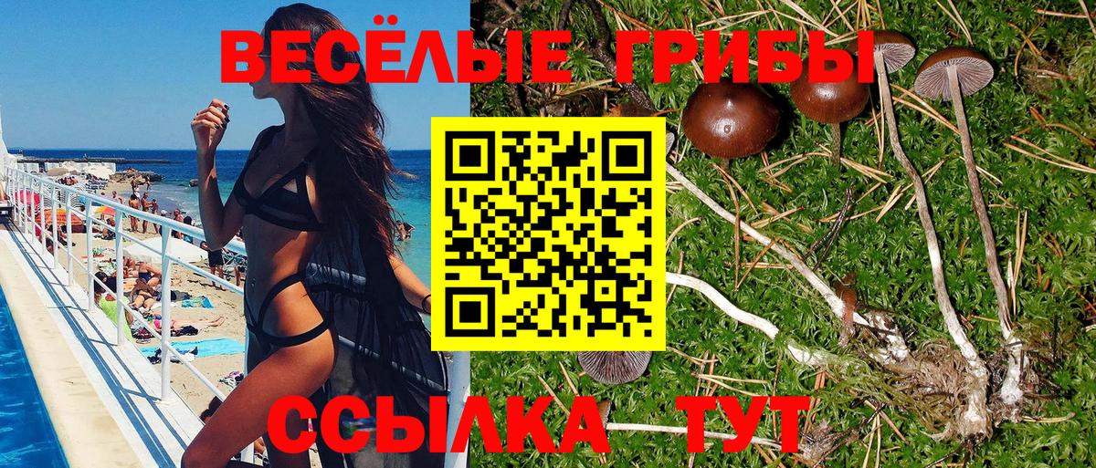 Галлюциногенные грибы Psilocybine cubensis Коммунар